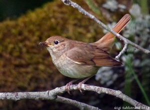 Näktergal fågelskådning på Djurgården