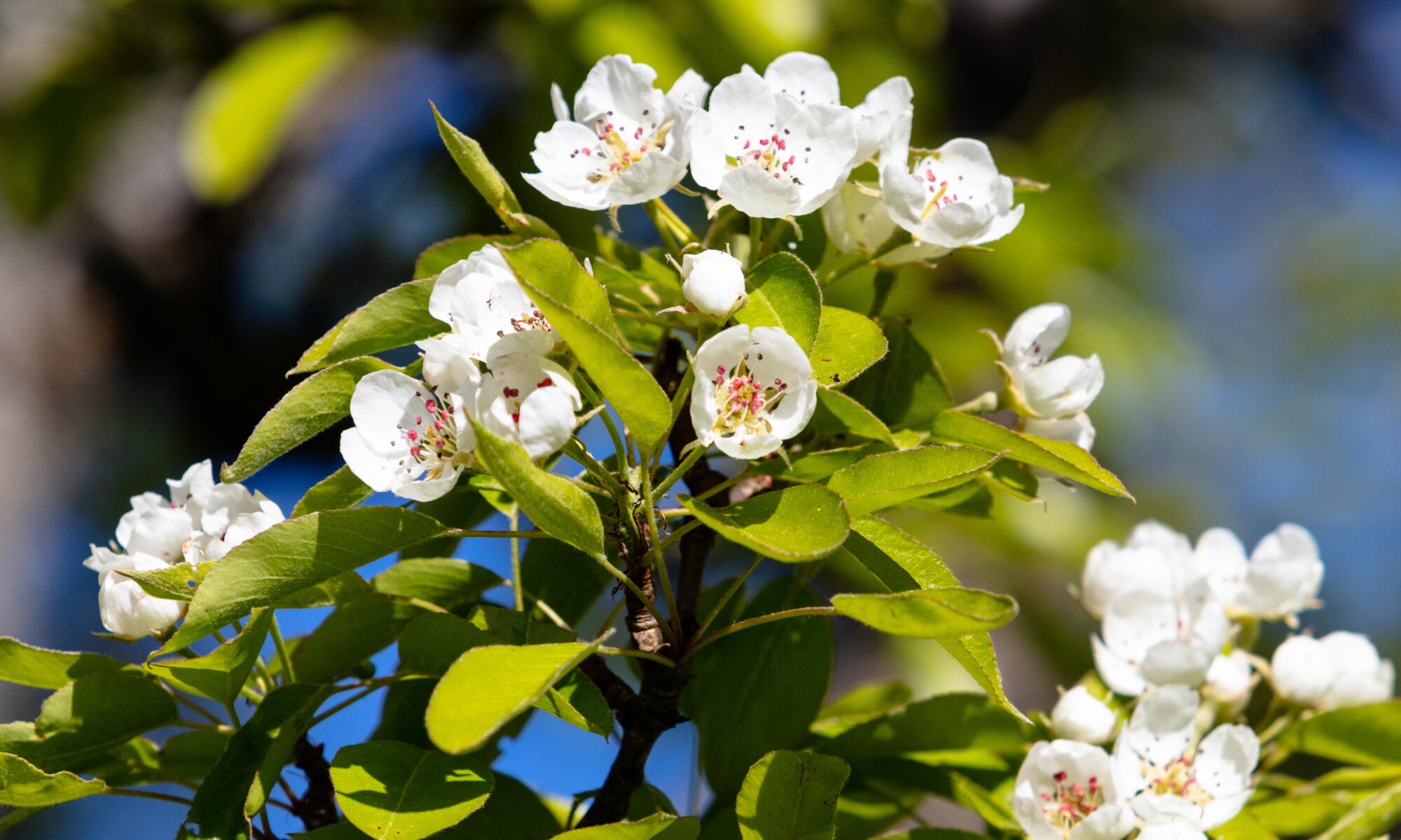 Vår på Djurgården och vackra vårblommor blommar