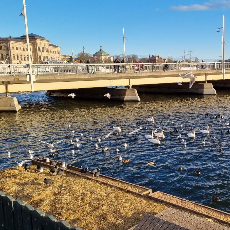 Vinterfåglar samlas i Stockholms isfria vatten