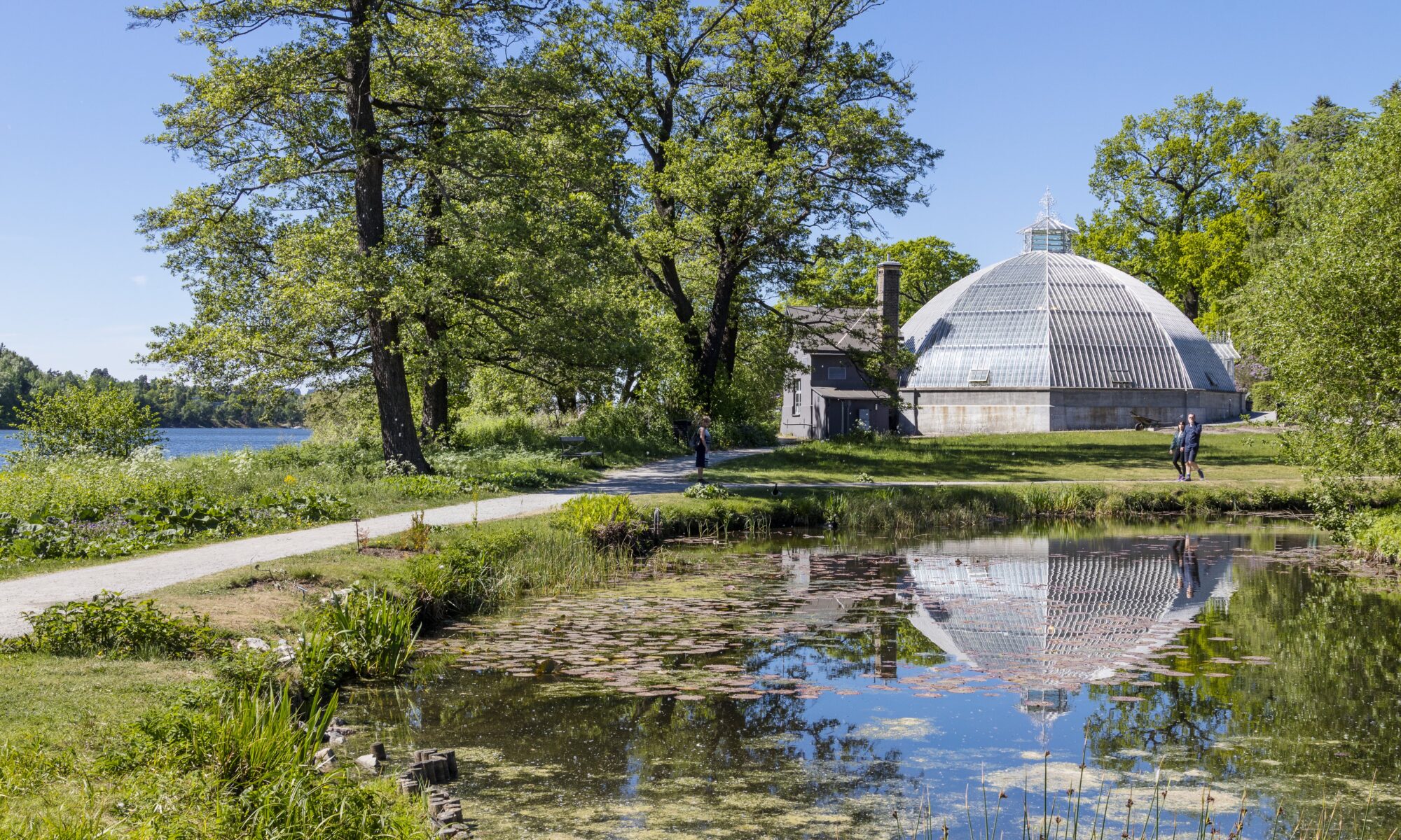Våtmarksvining av våtmarken i Bergiskanska trädgården. Nationalstadsparken 30 år. En grön gräsmatta med en våtmark i förgrunden. I bakgrunden syns ett torn.