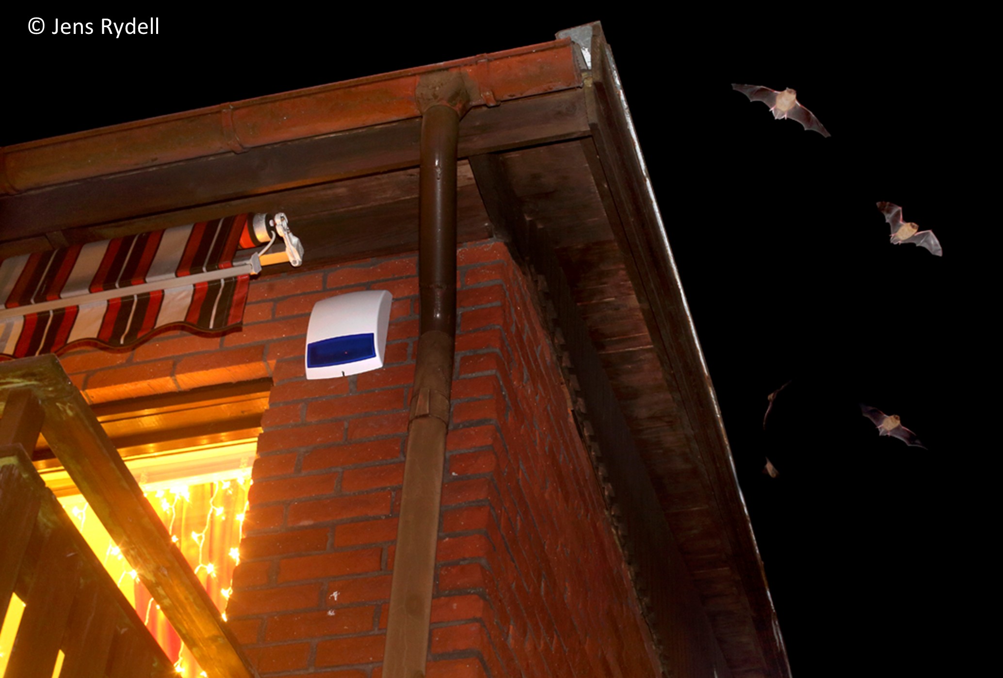 Bat walk at Stockholm University - Royal Djurgarden