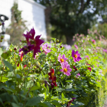 Specialvisning: Sensommarblom i parken