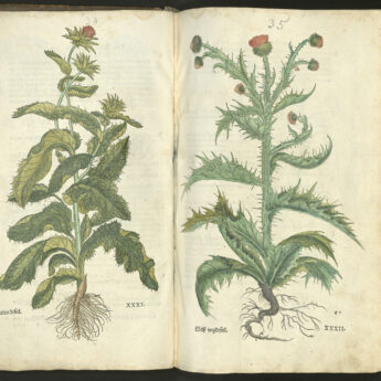 Föredrag: Medicinalväxter och botanikens estetik