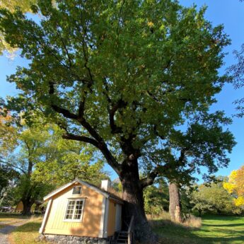 Klimatvandring – från urtiden till framtiden