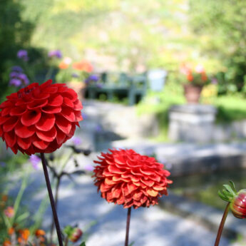 Specialvisning: Sensommarblom i parken